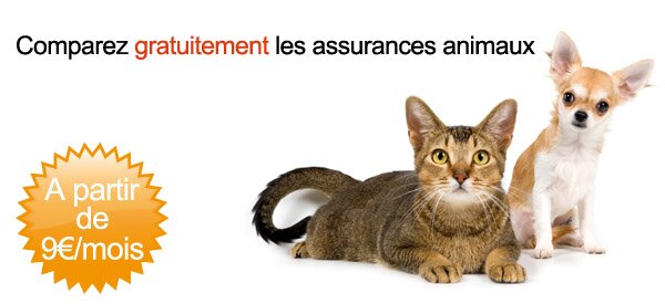 assurance chien